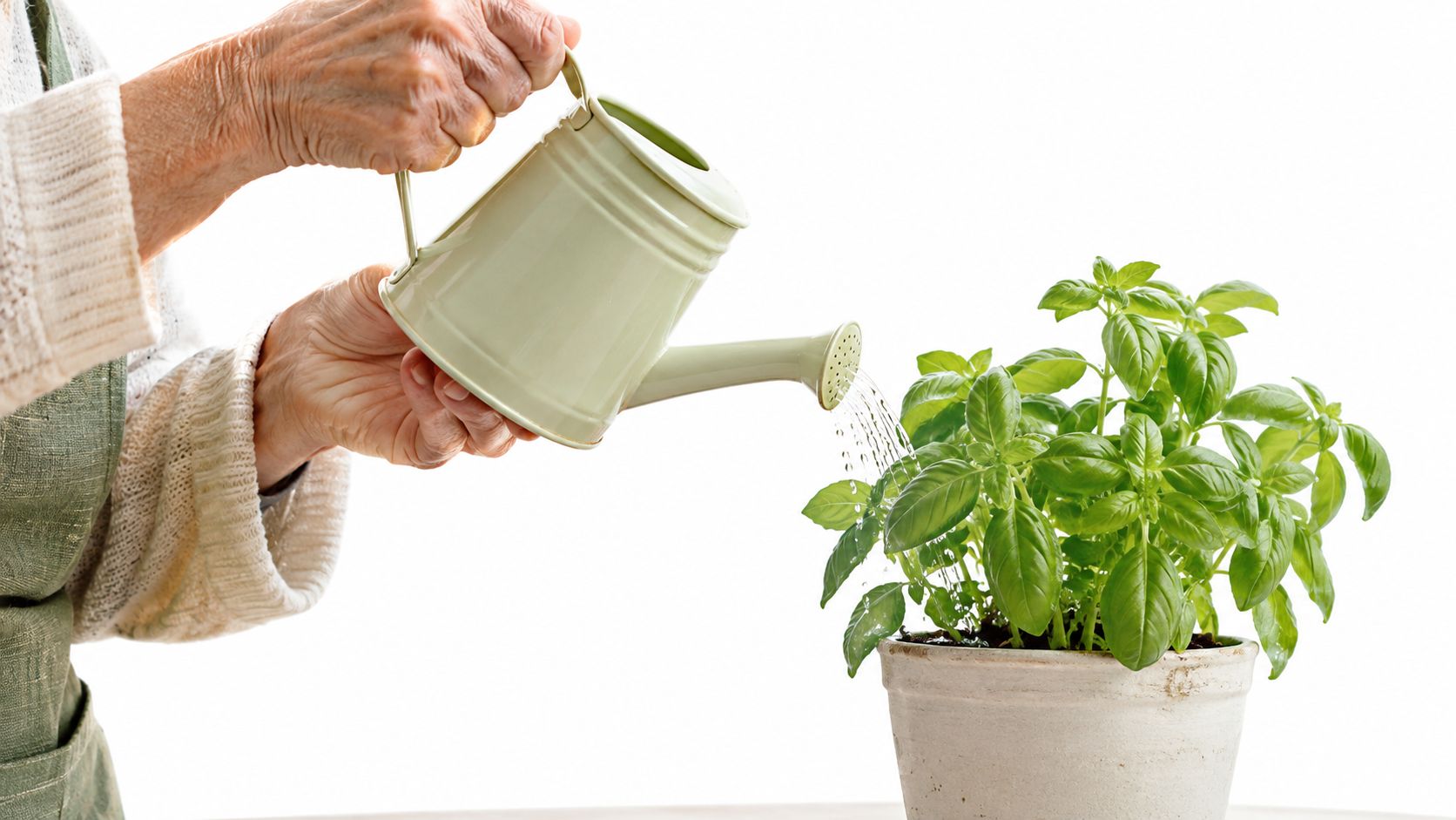 An elderly person's hands carefully watering a small, vibrant basil plant in a rustic terracotta pot.