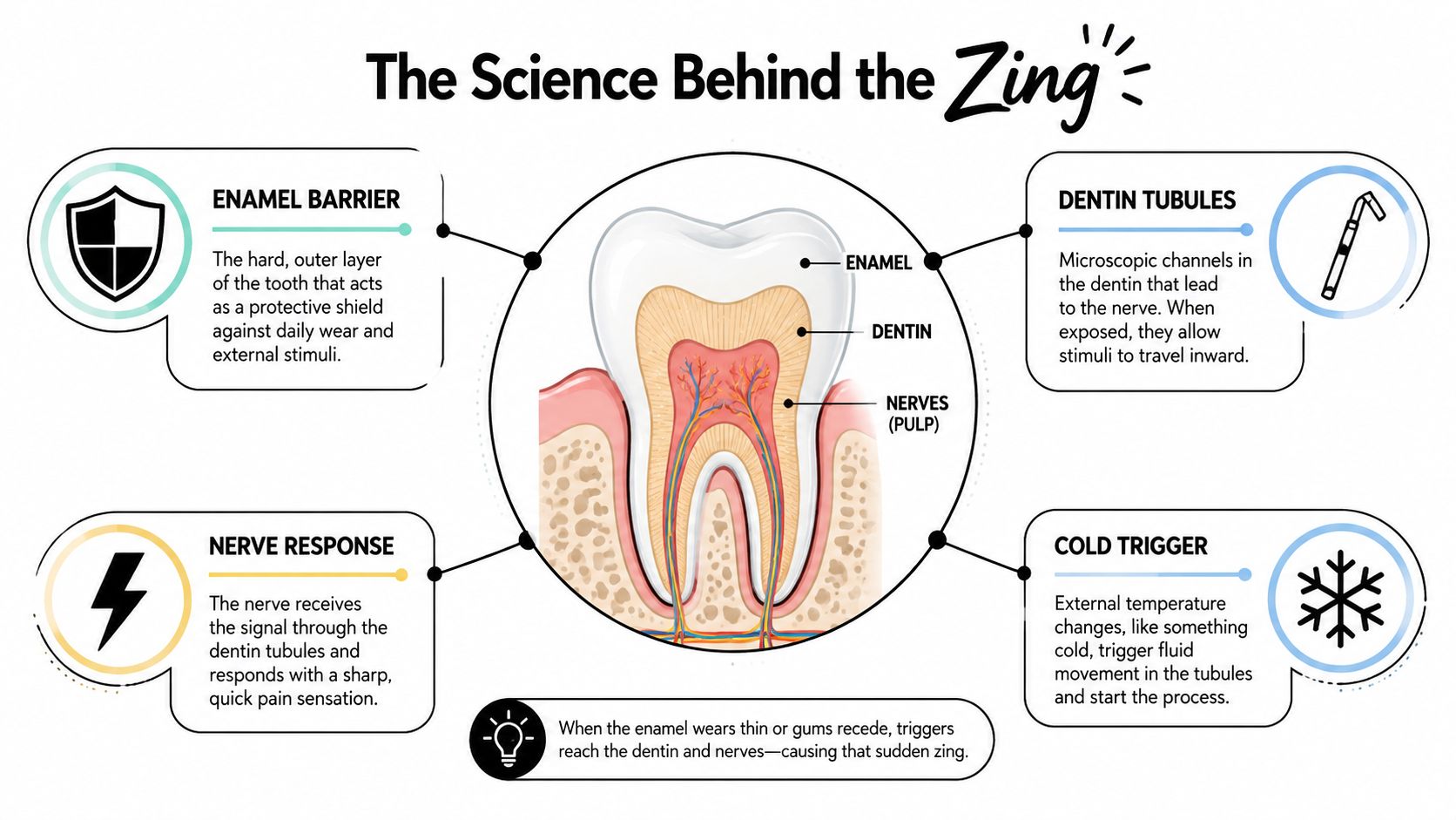 A diagram illustrating tooth sensitivity to cold, showing the enamel, dentin, nerves, and trigger mechanism.