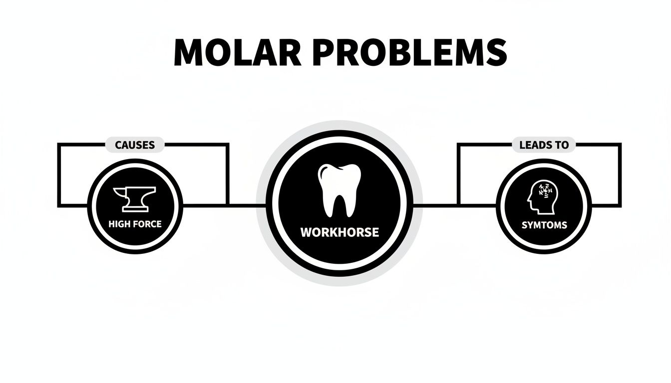 Diagram illustrating molar problems: high force causes damage to molar teeth, leading to various symptoms.