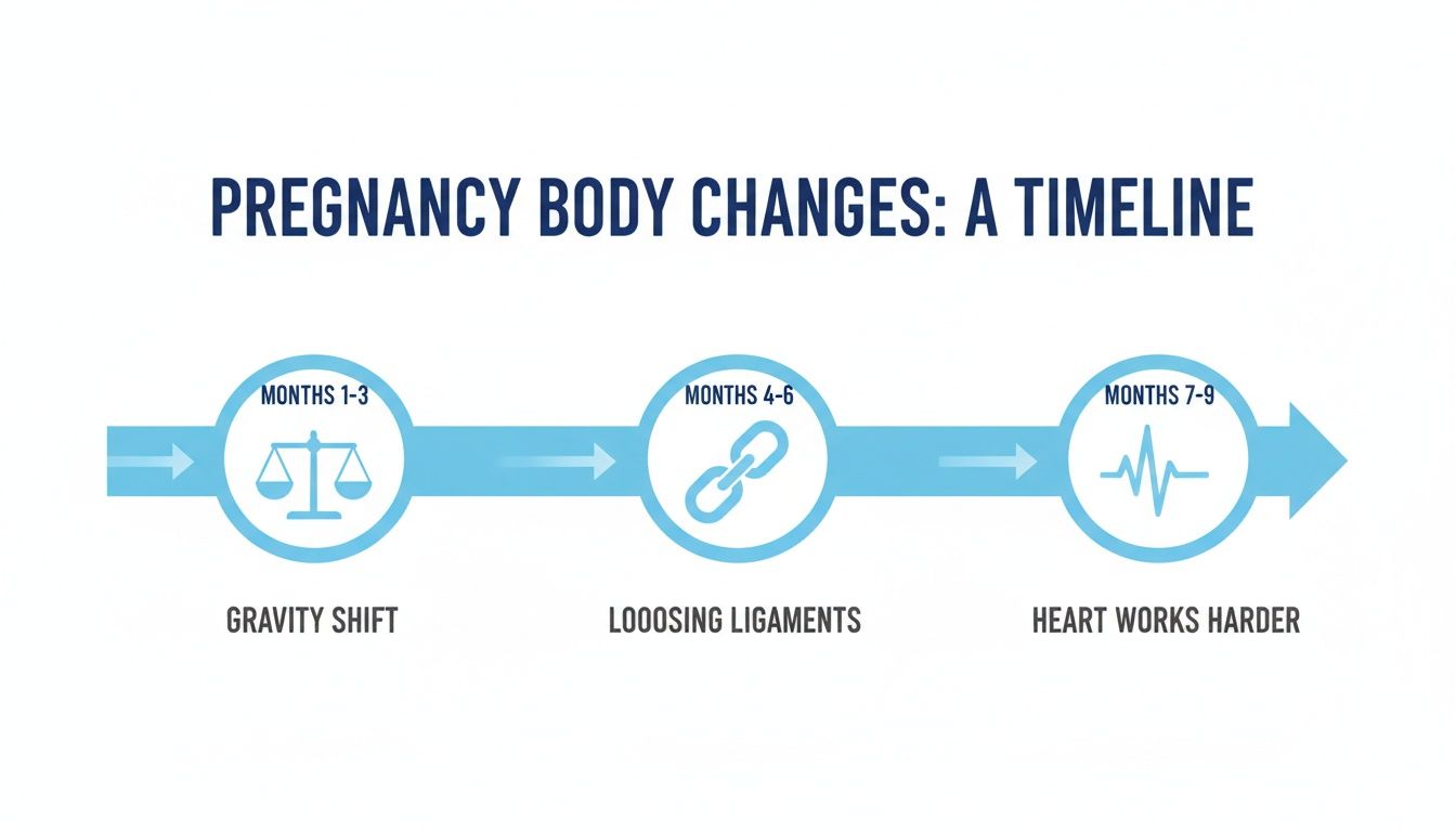 Timeline illustrating pregnancy body changes, highlighting gravity shift, loosening ligaments, and increased heart work across trimesters.