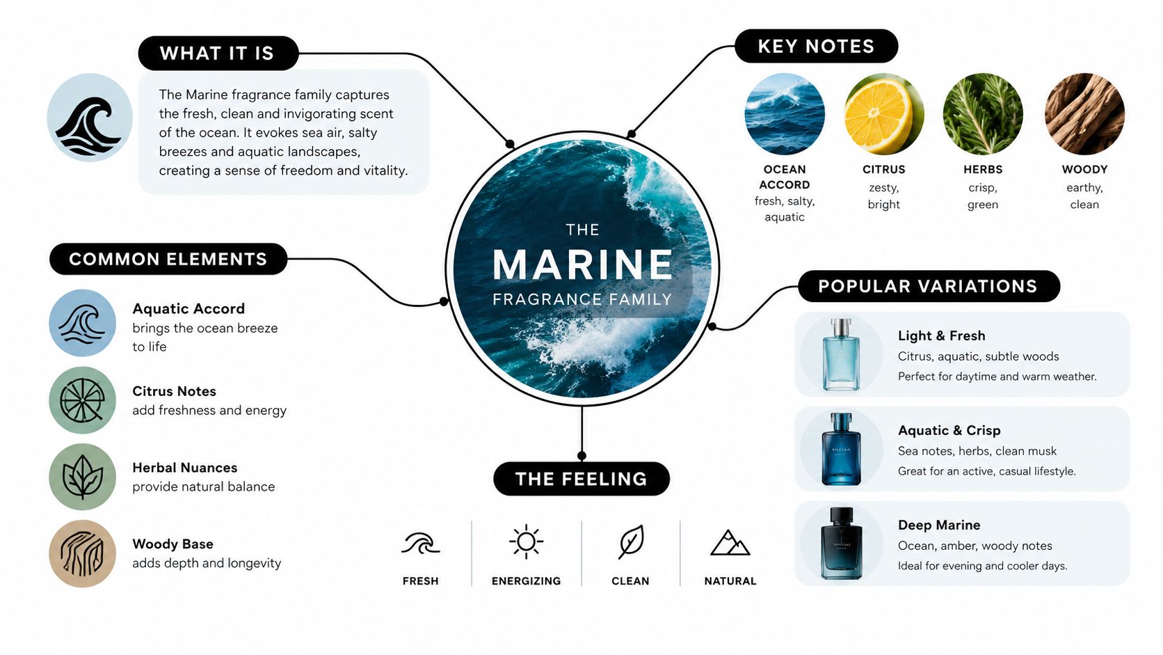 An infographic explaining the marine fragrance family, including key notes, common elements, and popular scent variations.