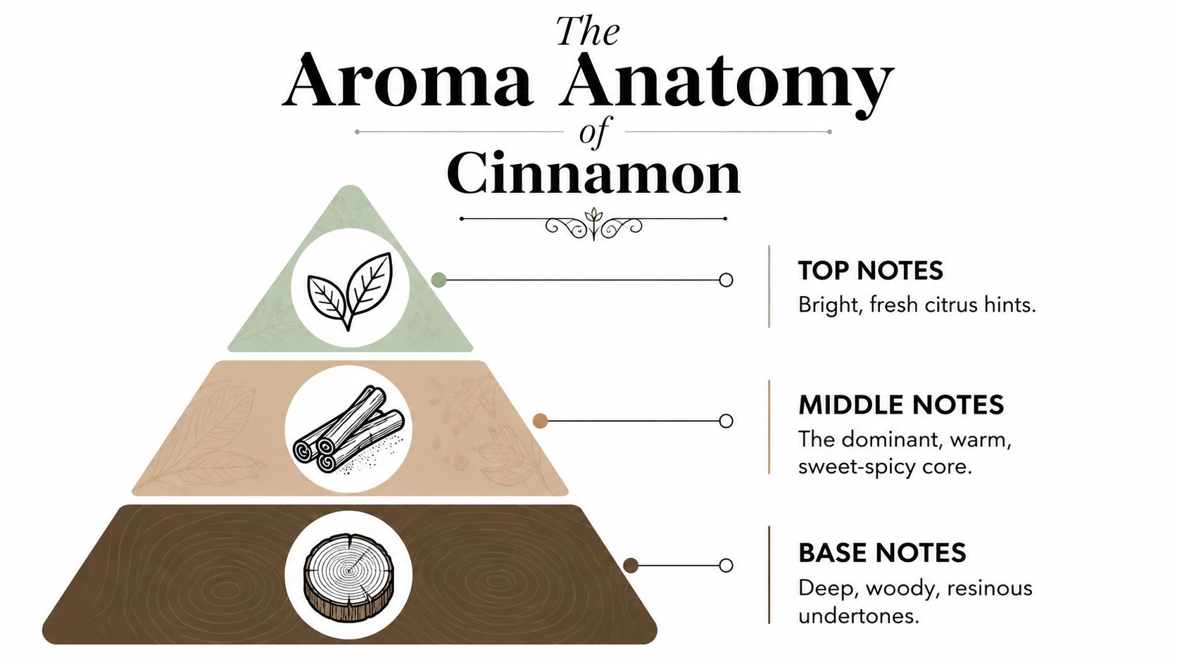 A pyramid diagram labeled The Aroma Anatomy of Cinnamon explaining top, middle, and base fragrance scent notes.