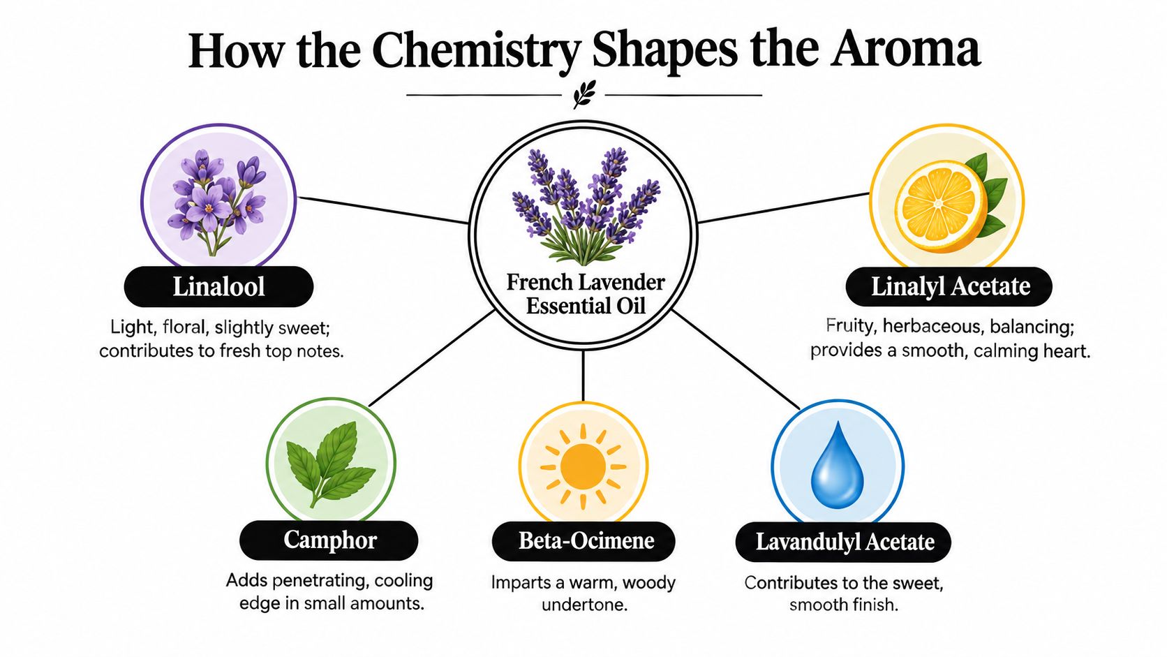 An infographic showing the chemical components of French Lavender Essential Oil and their specific aromatic contributions.