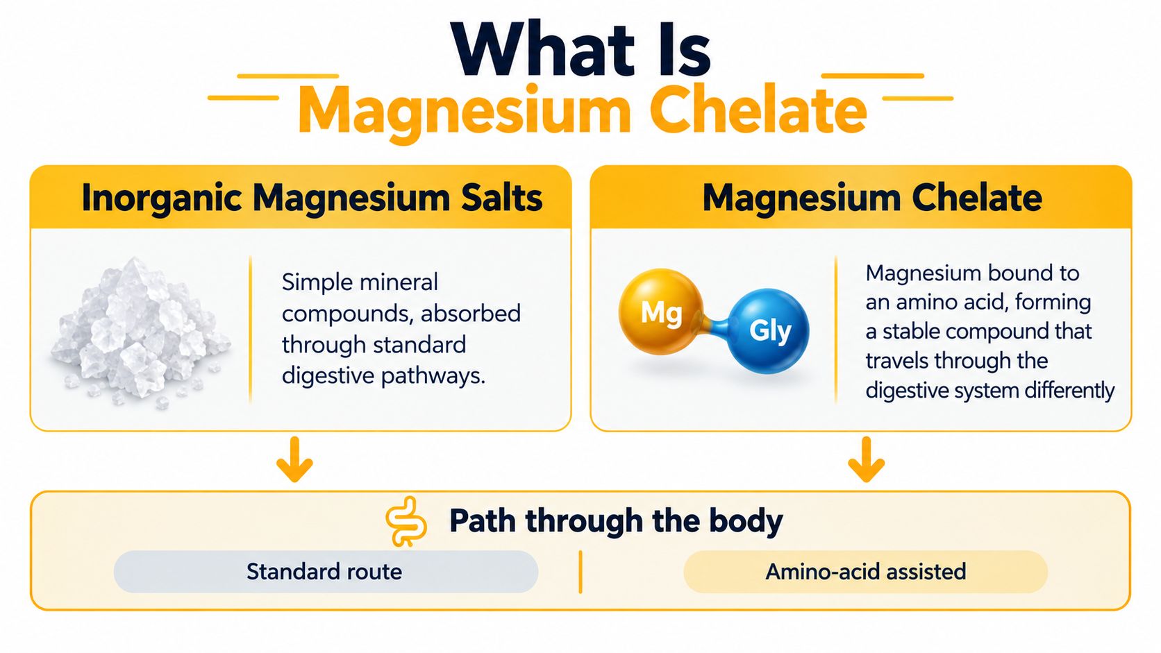 An infographic illustrating the difference between inorganic magnesium salts and magnesium chelate absorption methods in the body.