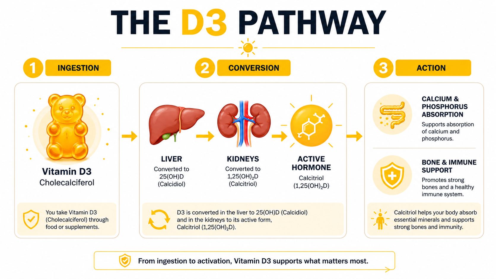 A diagram illustrating the Vitamin D3 pathway from ingestion to its conversion in the liver and kidneys.