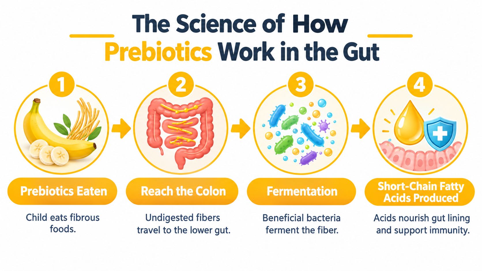 A four-step infographic illustrating how prebiotics from food reach the colon, ferment, and produce healthy fatty acids.