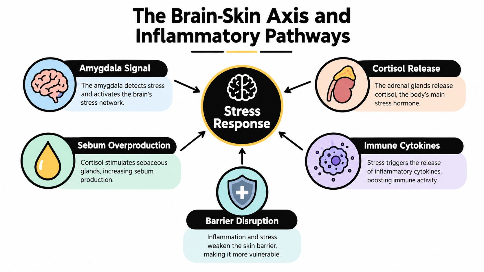 A diagram illustrating how stress triggers inflammatory pathways, affecting the brain and skin barrier function.