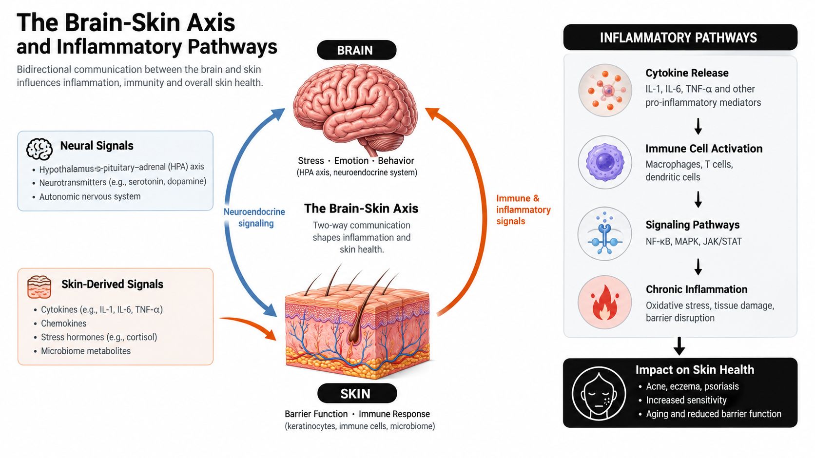 A diagram illustrating the bidirectional communication between the brain and skin affecting inflammatory pathways and skin health.