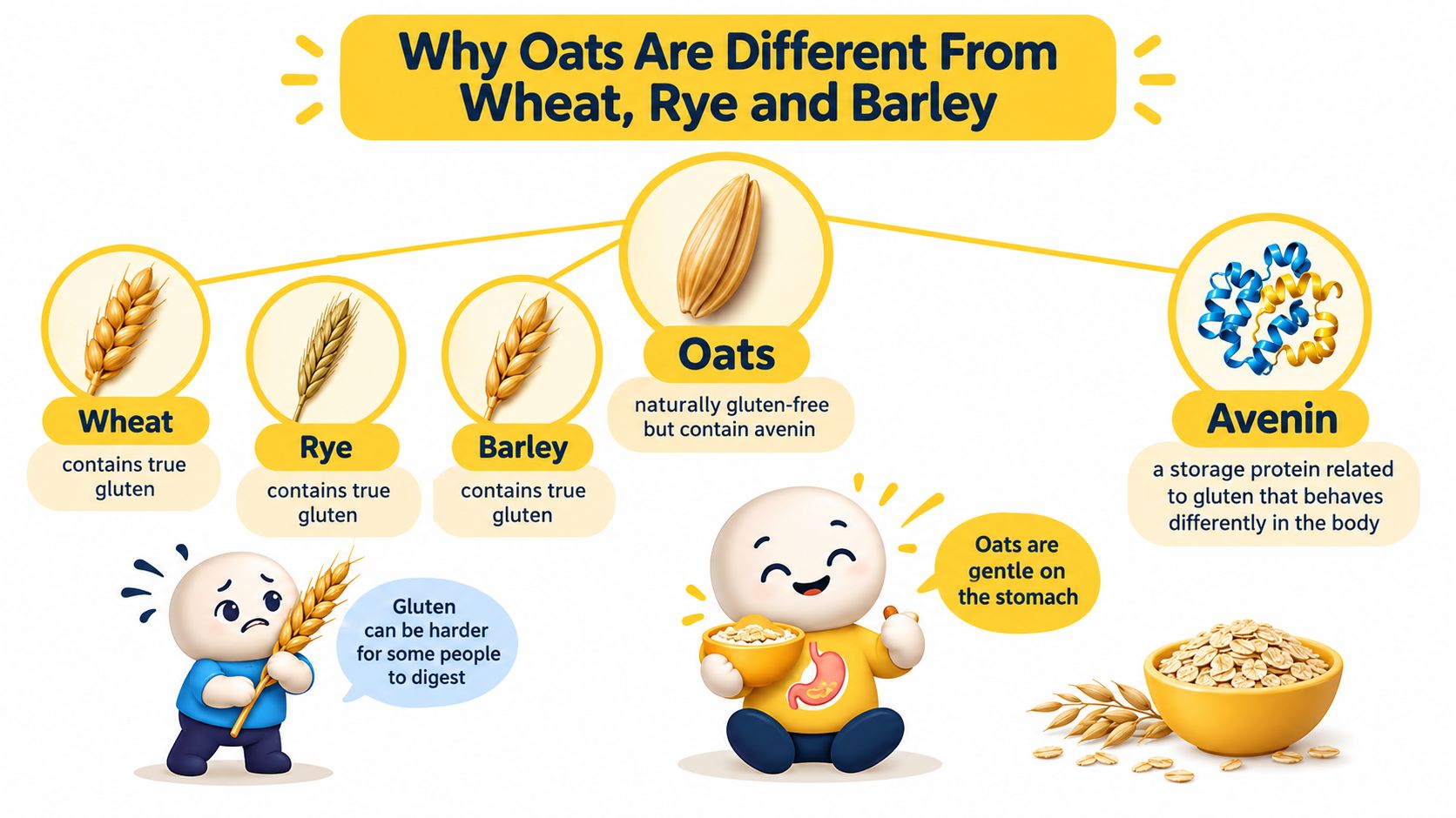 An infographic explaining that oats are naturally gluten-free but contain the protein avenin, unlike wheat, rye, and barley.