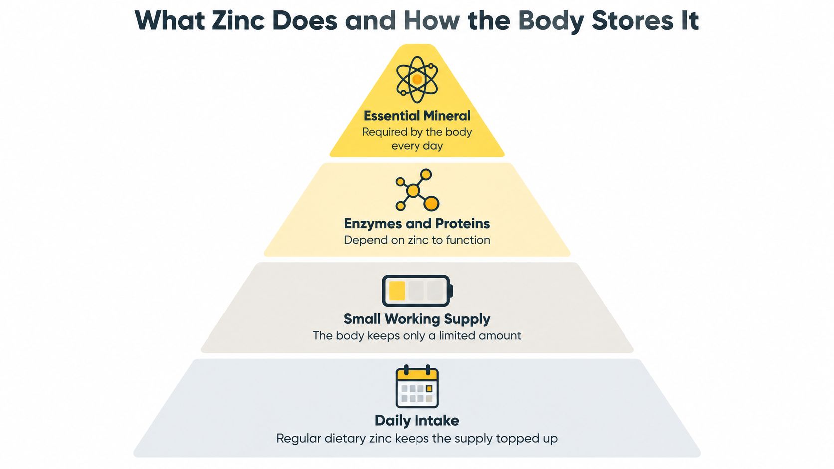 A four-tiered pyramid infographic illustrating the essential role of zinc and how the human body stores it.