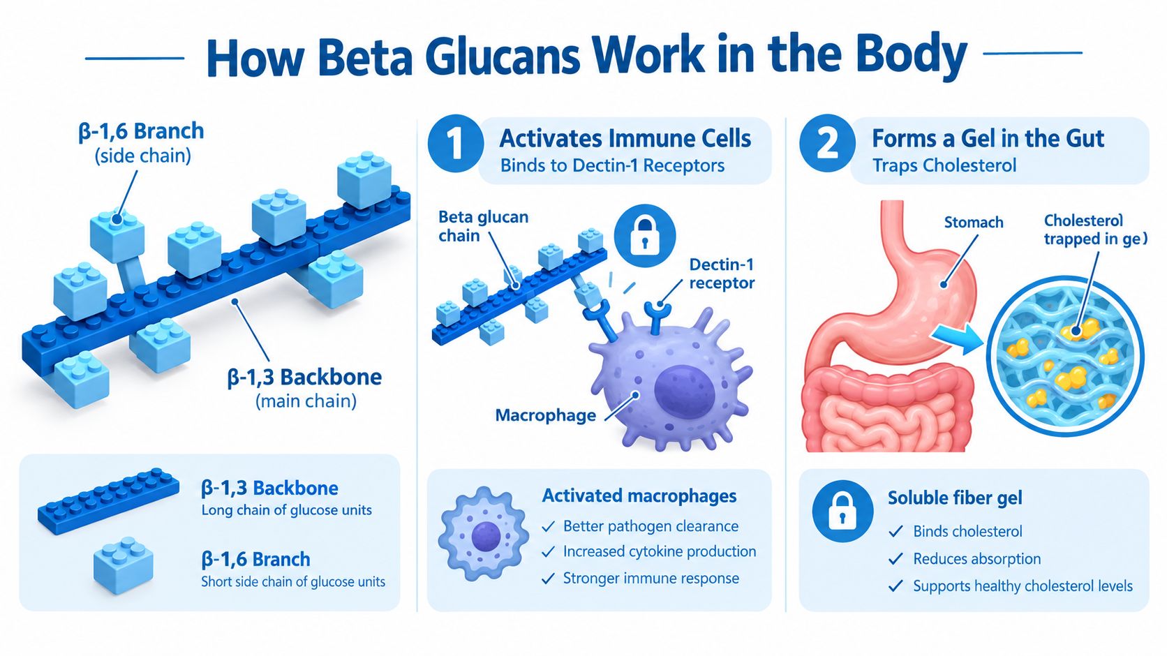 An infographic illustrating how beta glucans function in the body by activating immune cells and trapping cholesterol.