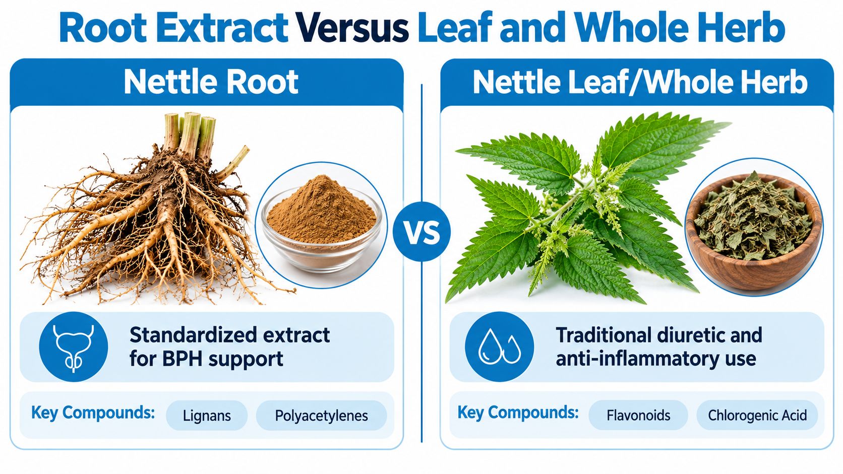 A comparison chart highlighting the different medicinal uses and key compounds of nettle root versus nettle leaf.