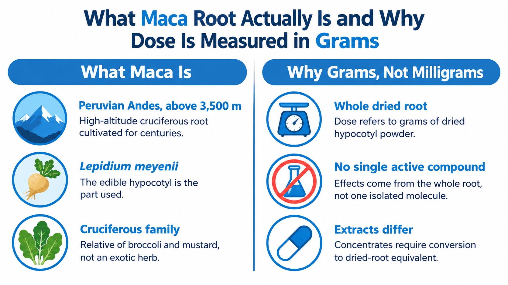 An infographic explaining what Maca root is and why it is dosed in grams instead of milligrams.