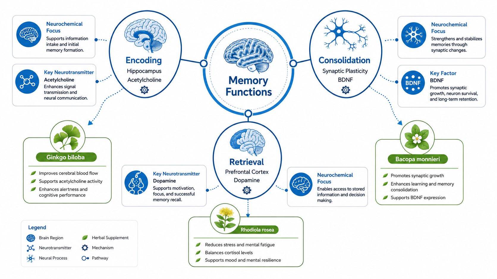 A diagram illustrating memory functions including encoding, consolidation, and retrieval, along with supporting herbal supplements and neurotransmitters.