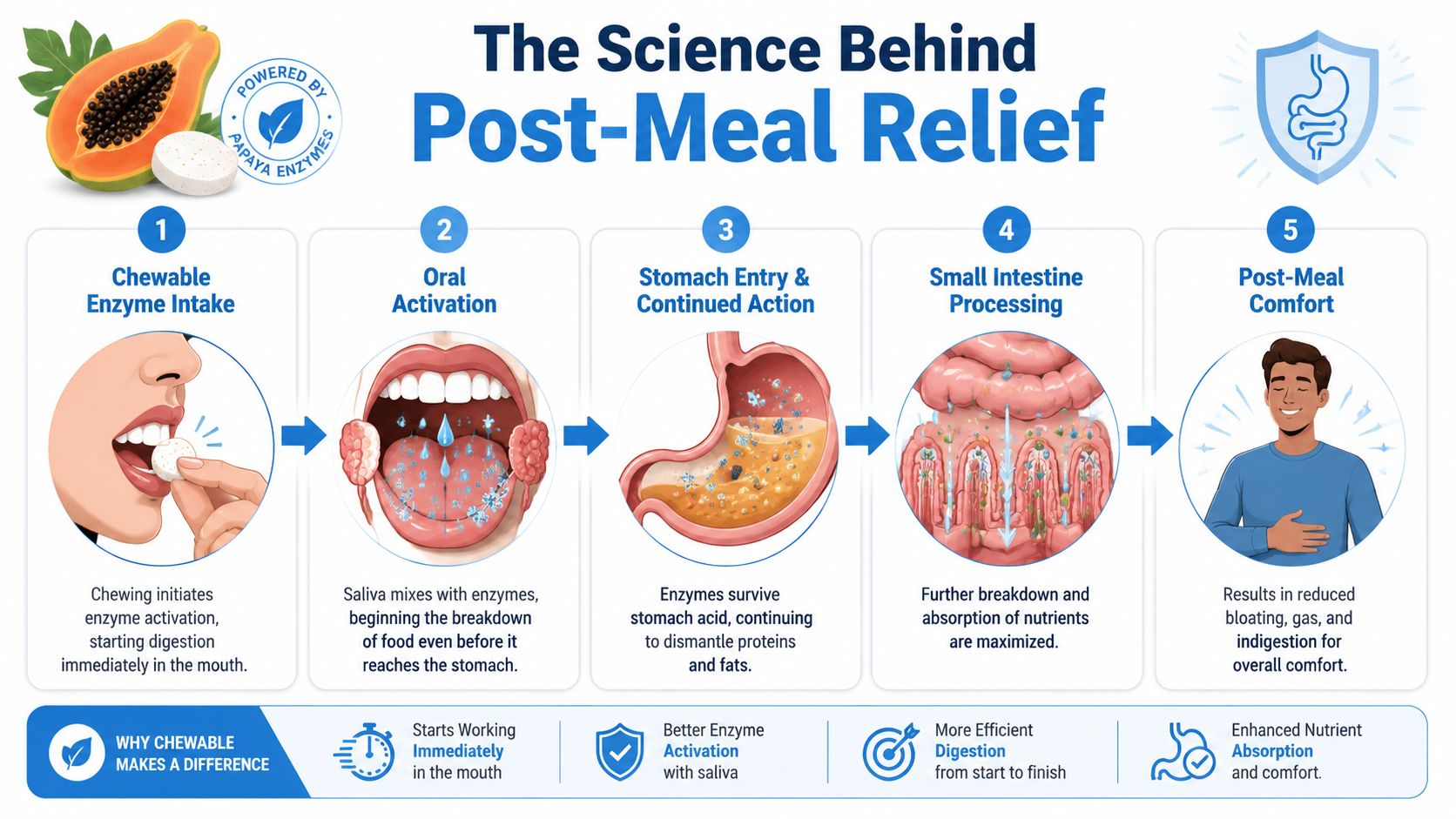 A diagram illustrating the process of digestion using chewable papaya enzymes from ingestion to post-meal comfort.