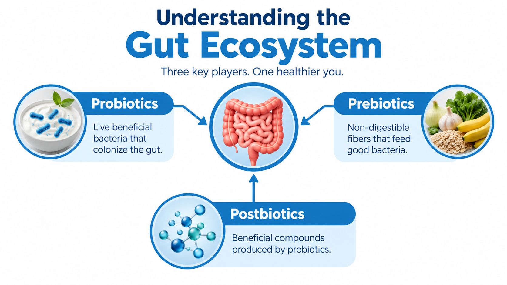 An infographic illustrating the relationship between probiotics, prebiotics, and postbiotics for a healthy gut ecosystem.