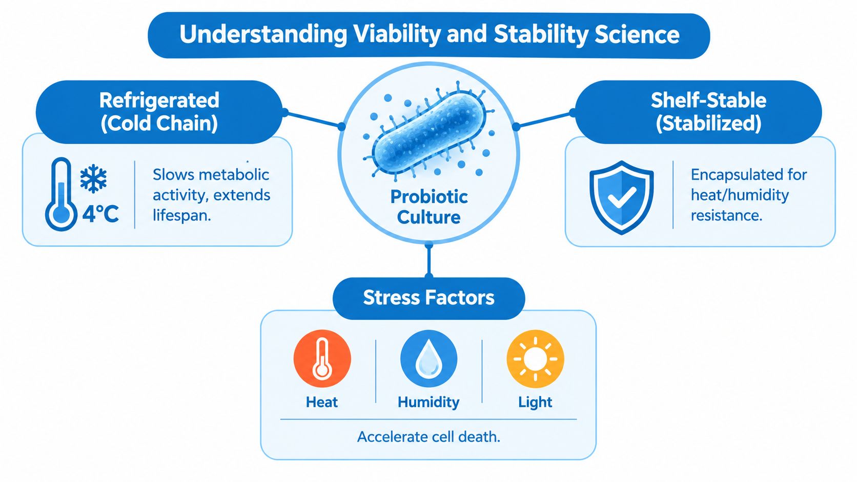 A diagram comparing refrigerated versus shelf-stable probiotic storage methods and the stress factors that impact viability.