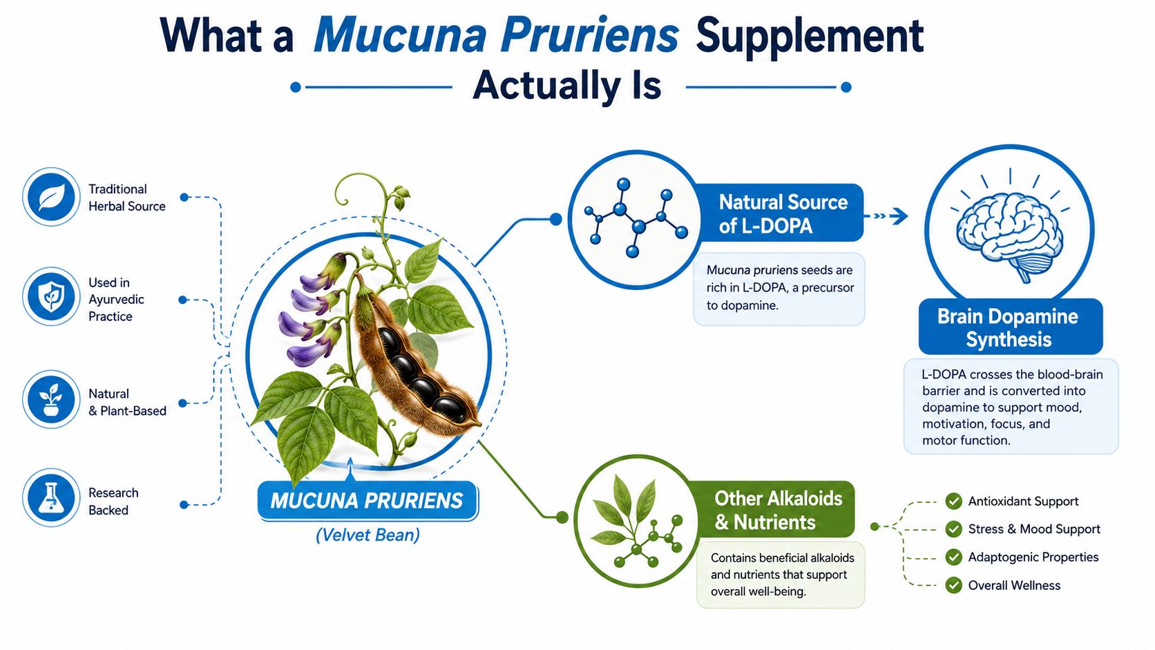 An infographic detailing the health benefits and natural properties of the Mucuna Pruriens herbal supplement.