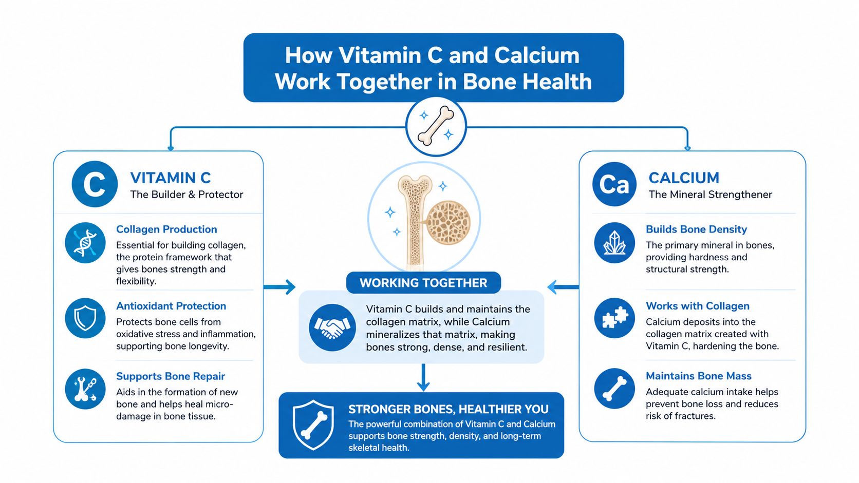 An infographic explaining how vitamin C and calcium work together to support and improve human bone health.