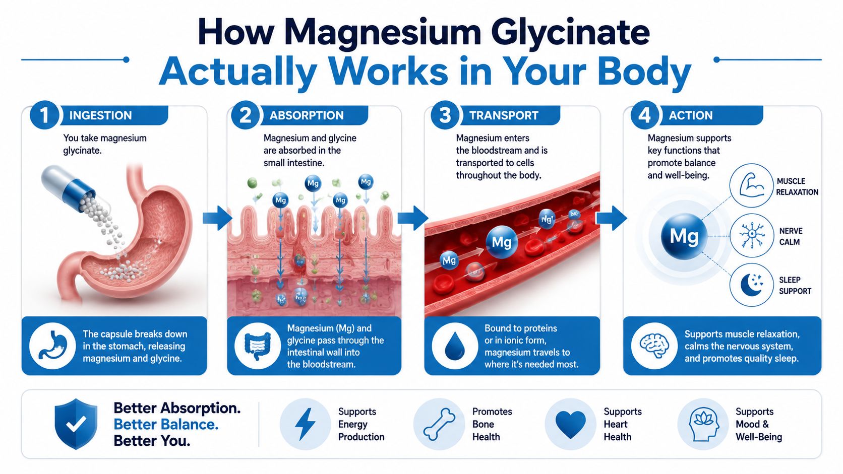 An infographic illustrating the four stages of how magnesium glycinate is processed within the human body.