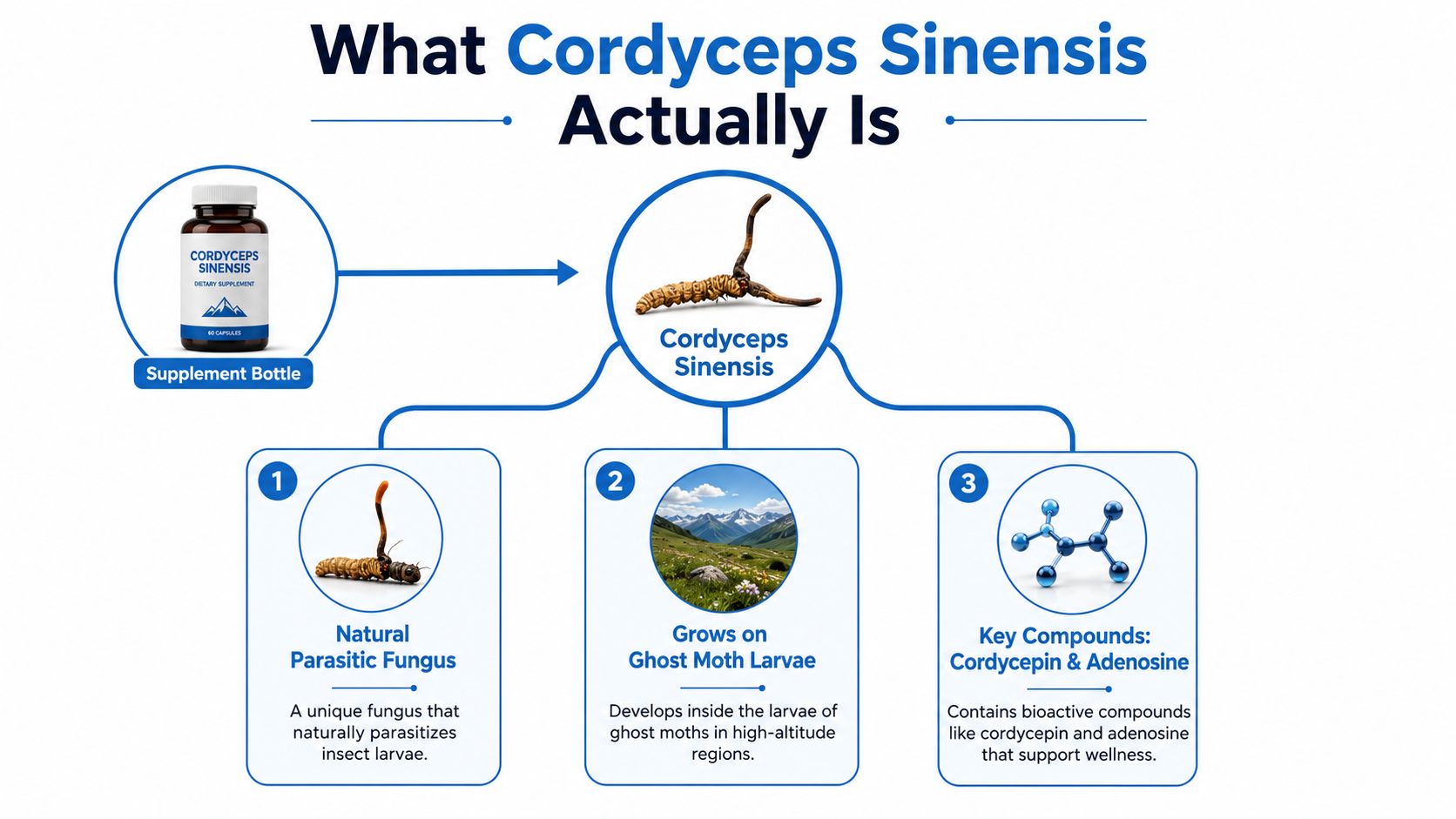 An infographic explaining that Cordyceps Sinensis is a parasitic fungus that grows on ghost moth larvae.