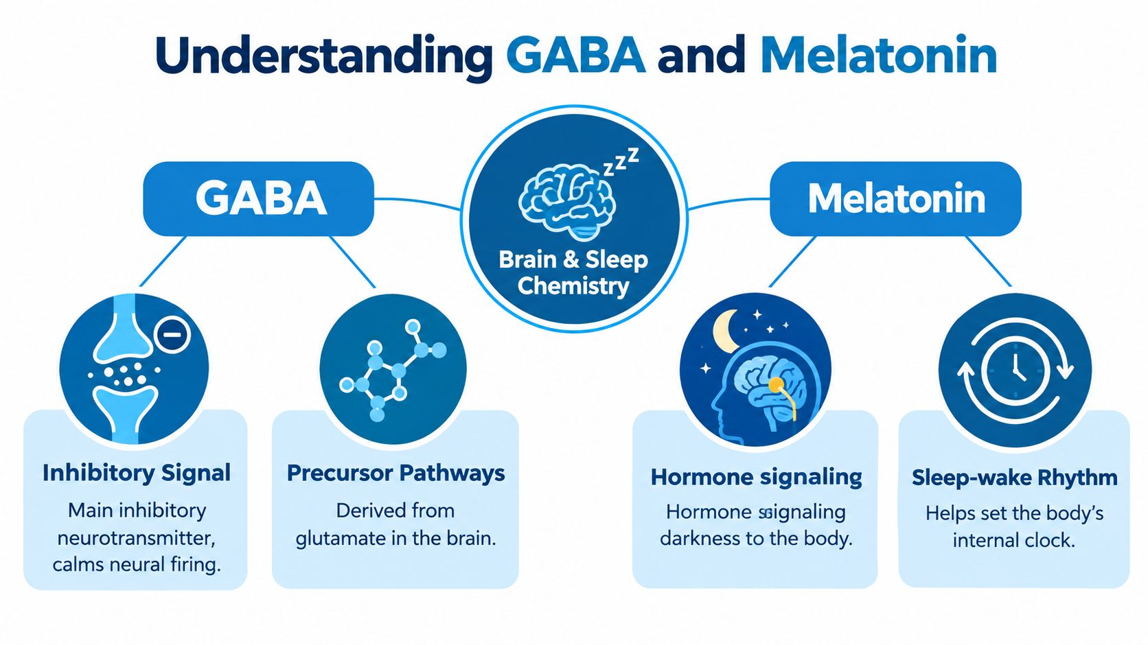 An infographic showing the roles of GABA and Melatonin in regulating brain function and sleep cycles.