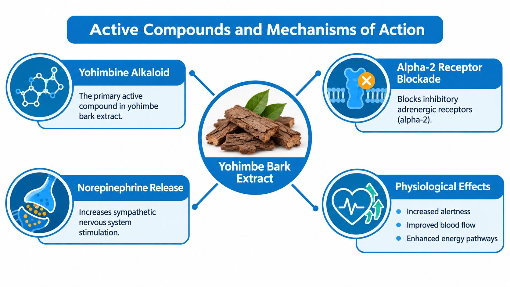 A diagram explaining the mechanisms and physiological effects of yohimbe bark extract as a dietary supplement.