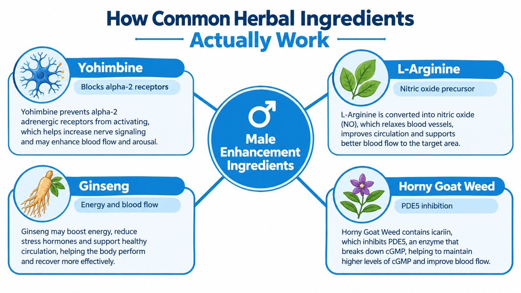 An infographic titled How Common Herbal Ingredients Actually Work, detailing the mechanisms of yohimbine, l-arginine, ginseng, and horny goat weed.