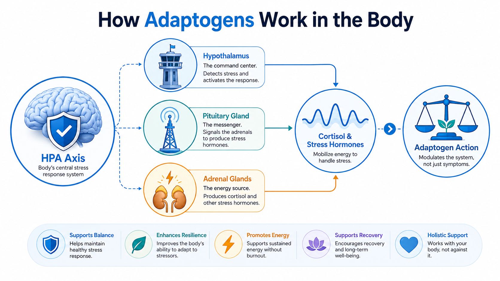 A diagram illustrating how adaptogens support the HPA axis to regulate stress hormones and maintain balance.