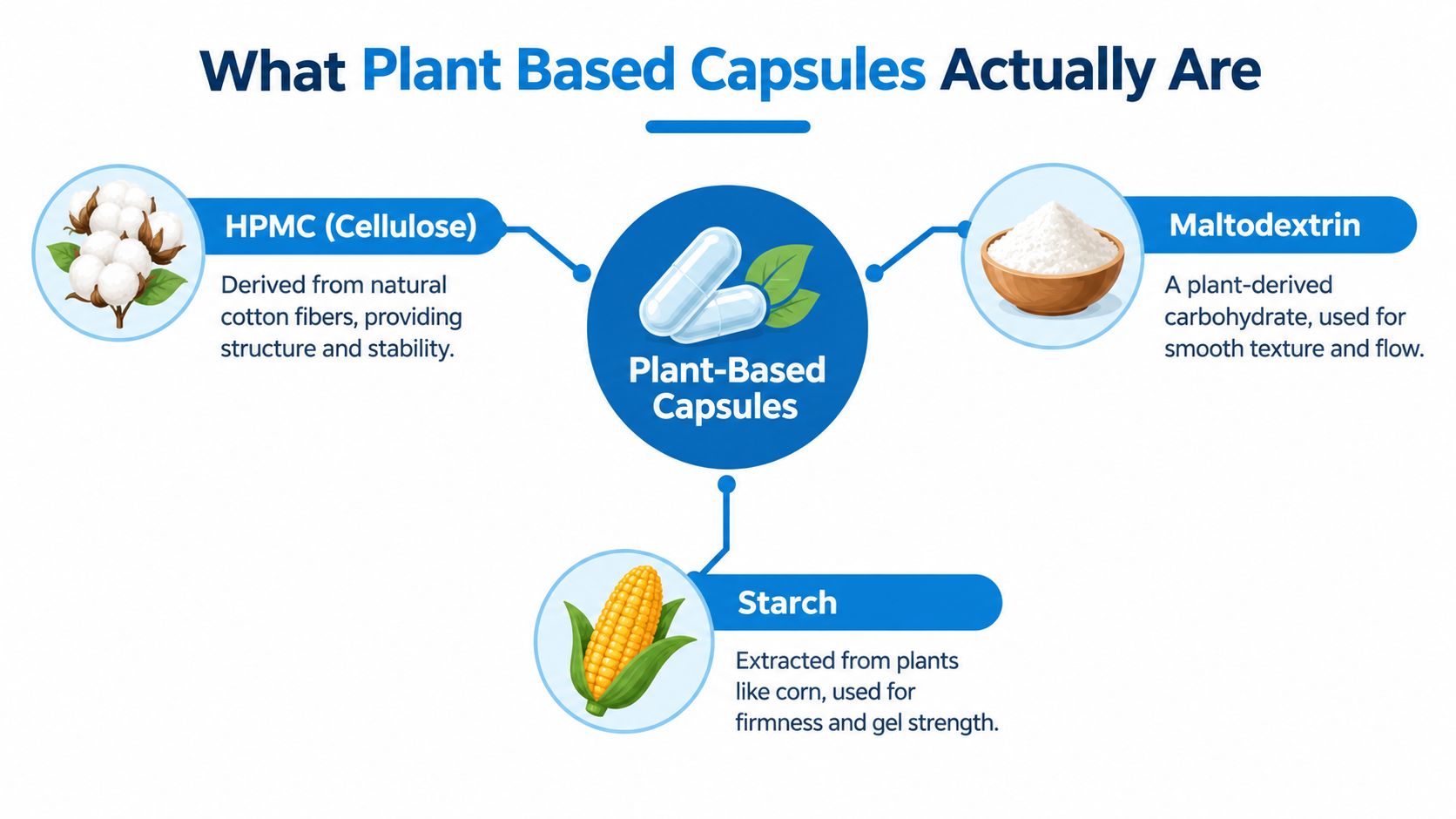 An educational infographic showing the key plant-based ingredients like HPMC, maltodextrin, and starch used in making capsules.