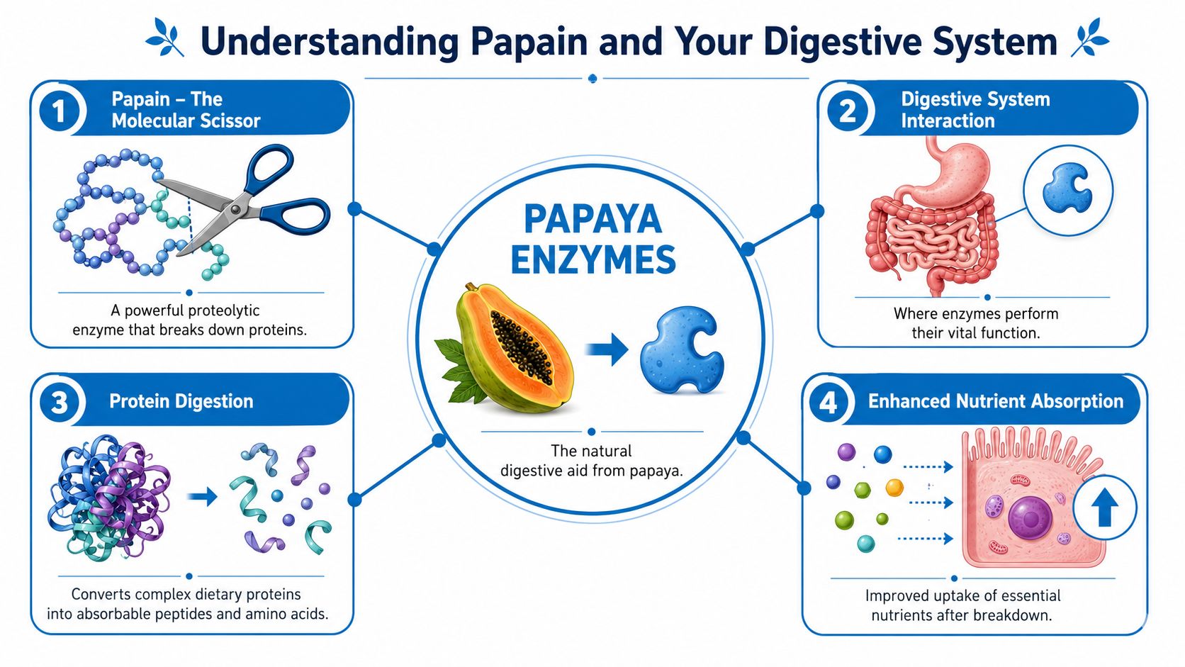 An educational infographic explaining how papain from papaya enzymes assists in protein digestion and nutrient absorption.