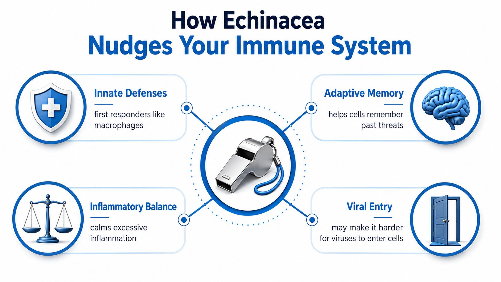 A diagram illustrating how Echinacea supports the immune system through innate defenses, adaptive memory, inflammatory balance, and viral entry.