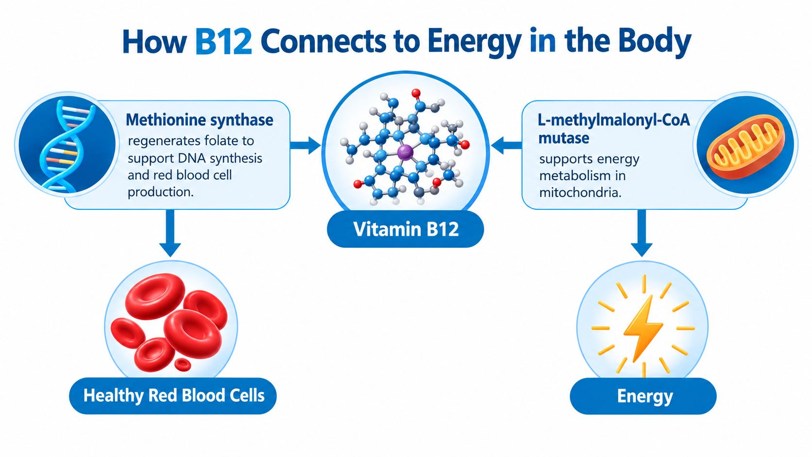 A diagram illustrating how Vitamin B12 supports red blood cell production and mitochondrial energy metabolism in humans.