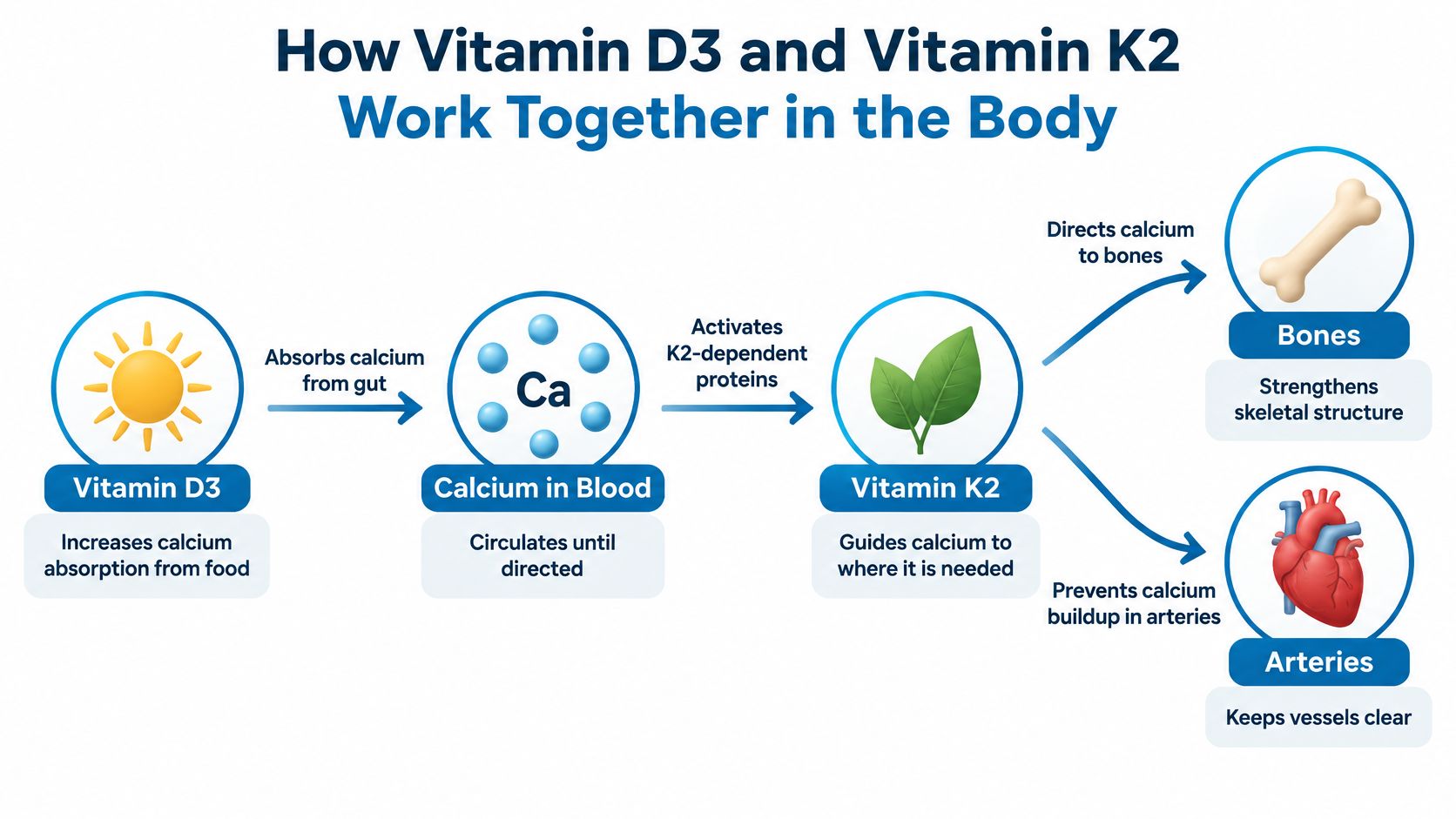 A diagram illustrating how Vitamin D3 and K2 work together to transport calcium to bones and arteries.