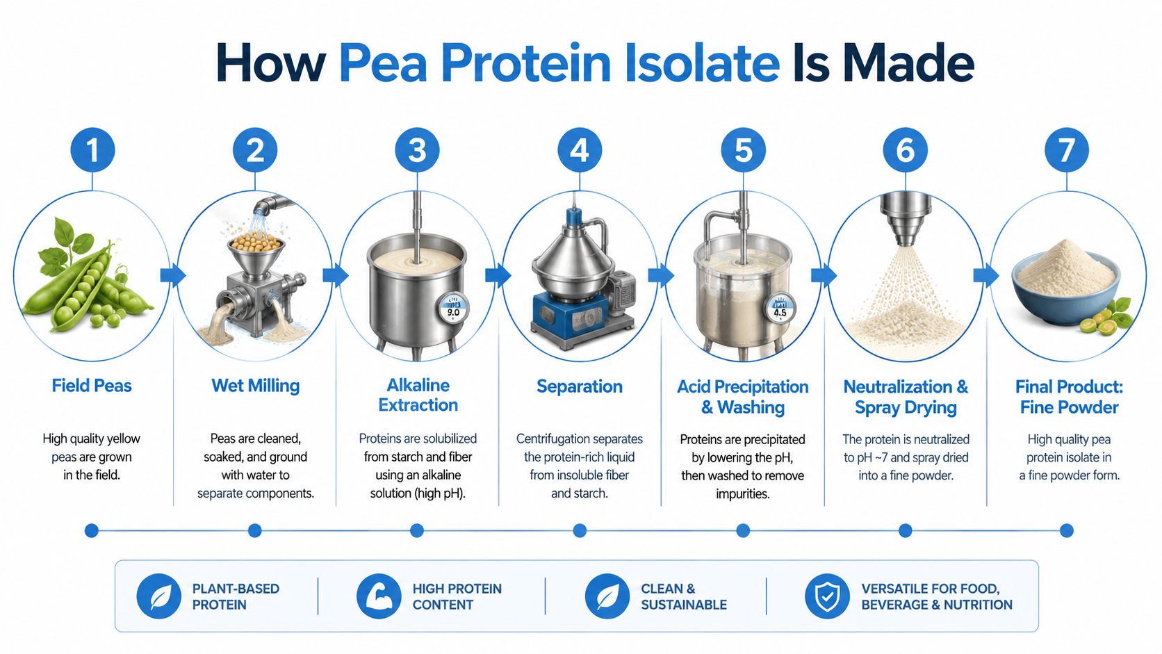 An infographic showing the seven-step industrial process of manufacturing pea protein isolate from yellow field peas.