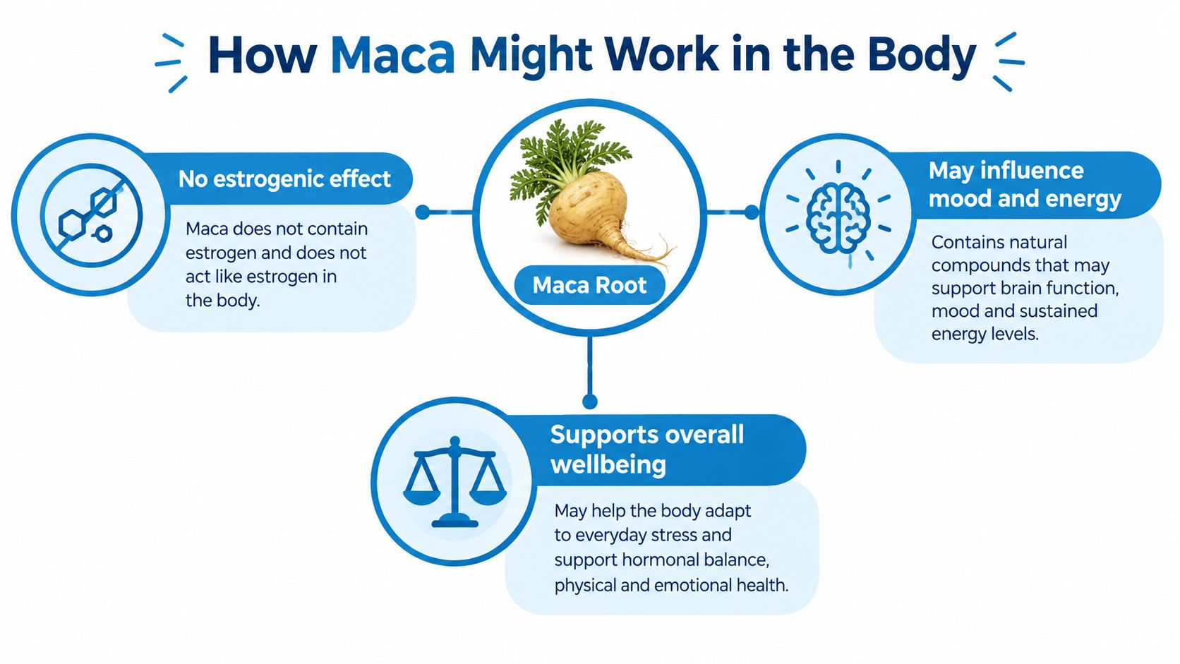 A diagram illustrating the potential health benefits and physiological effects of Maca root on the human body.