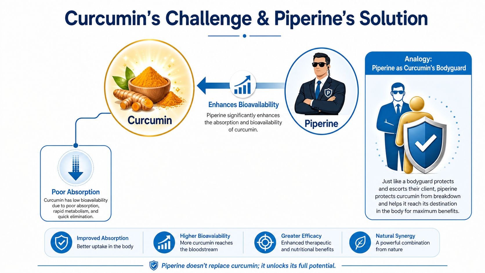 An infographic illustrating how piperine acts as a bodyguard to enhance the bioavailability and absorption of curcumin.