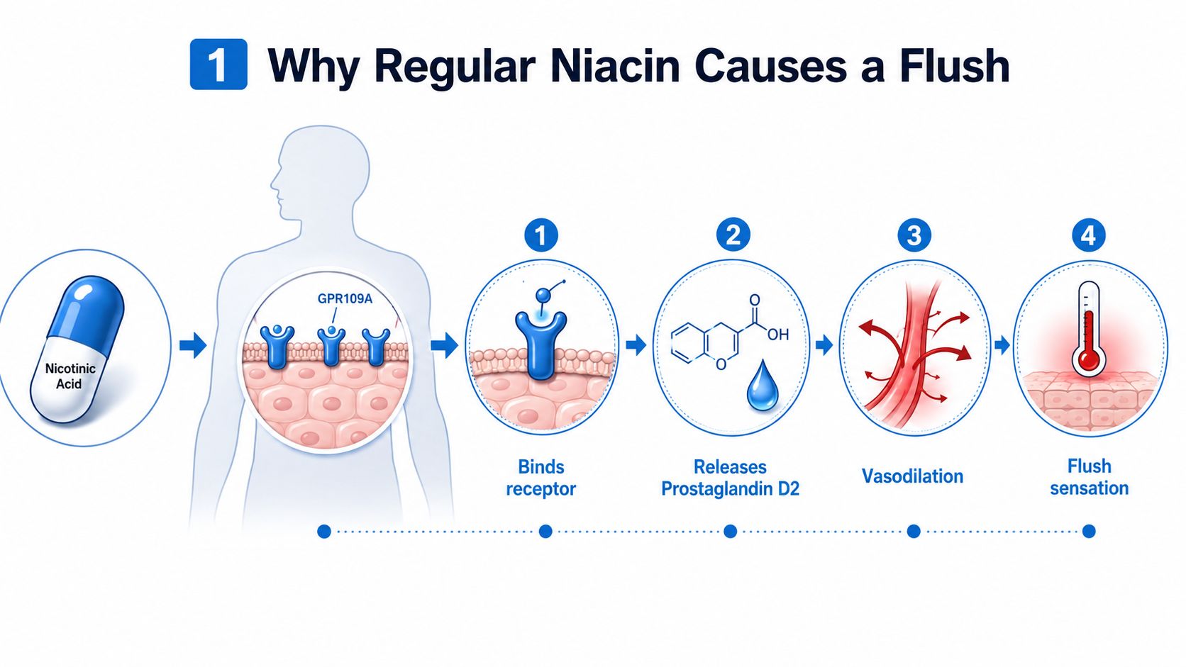 A diagram illustrating the biological mechanism of how regular niacin causes a skin flush reaction in humans.