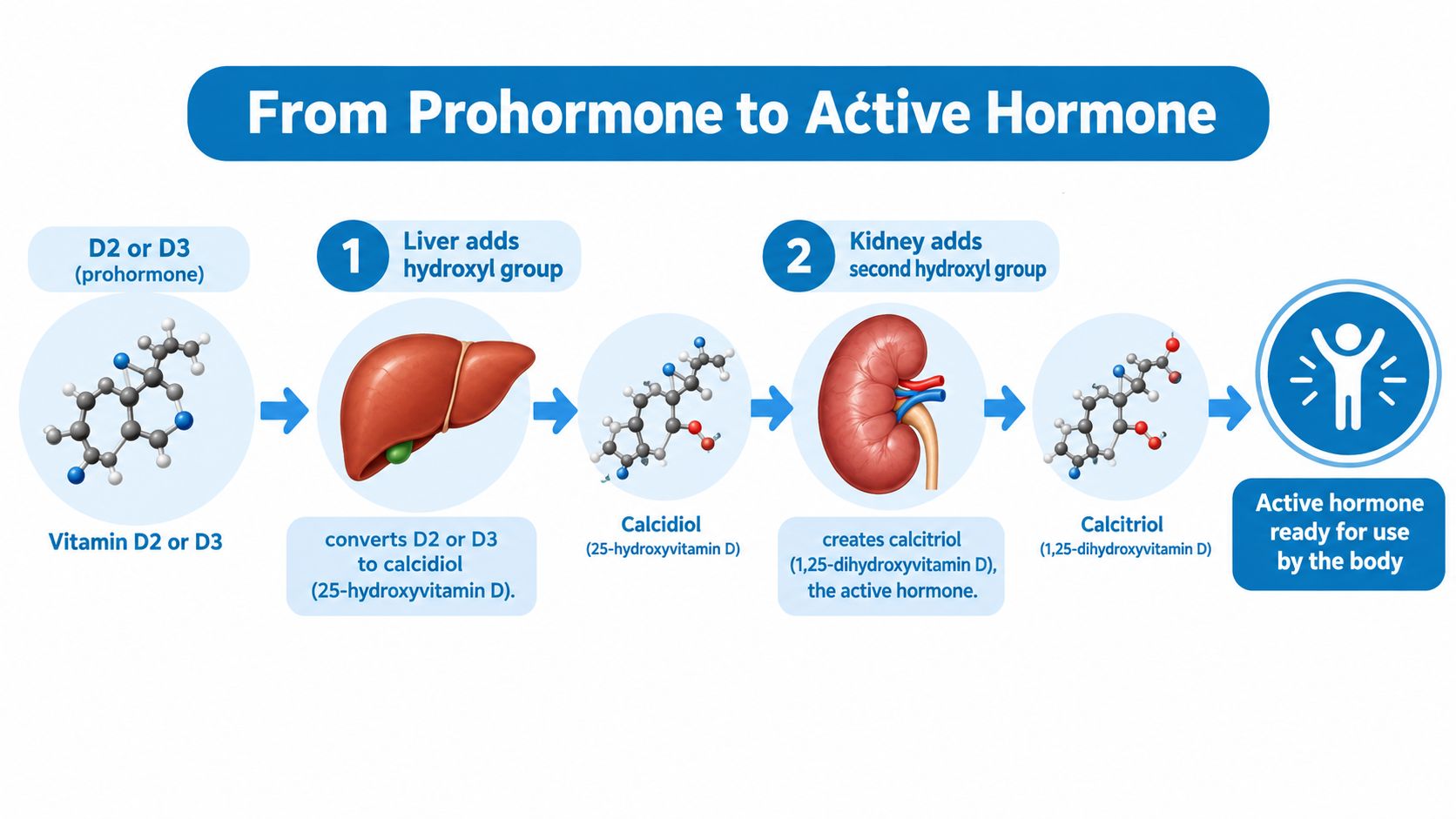 A diagram illustrating how Vitamin D2 or D3 is processed by the liver and kidneys into calcitriol.