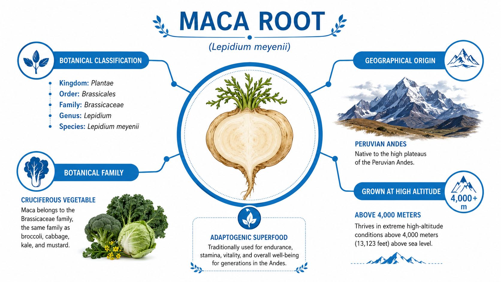 An infographic detailing the botanical classification, geographical origin, and characteristics of the Maca root plant.