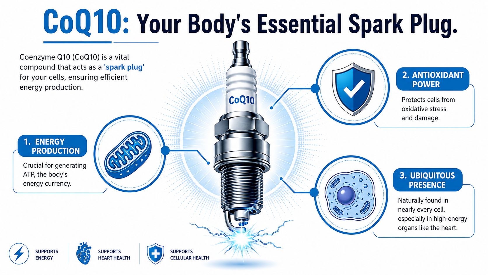 An infographic illustrating CoQ10 as a spark plug that supports energy production, antioxidant protection, and cellular health.