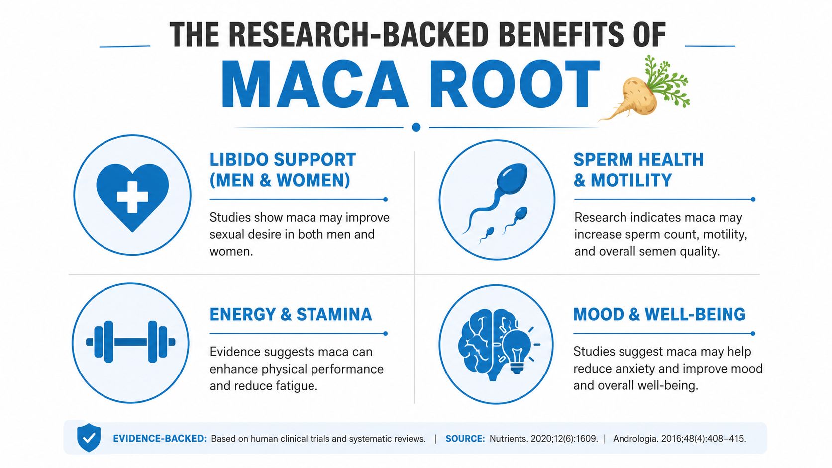 An infographic showing the four primary evidence-based health benefits of maca root for men and women.
