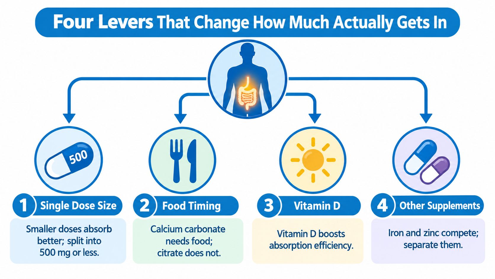 An infographic showing four factors that improve the absorption of calcium supplements in the human body.