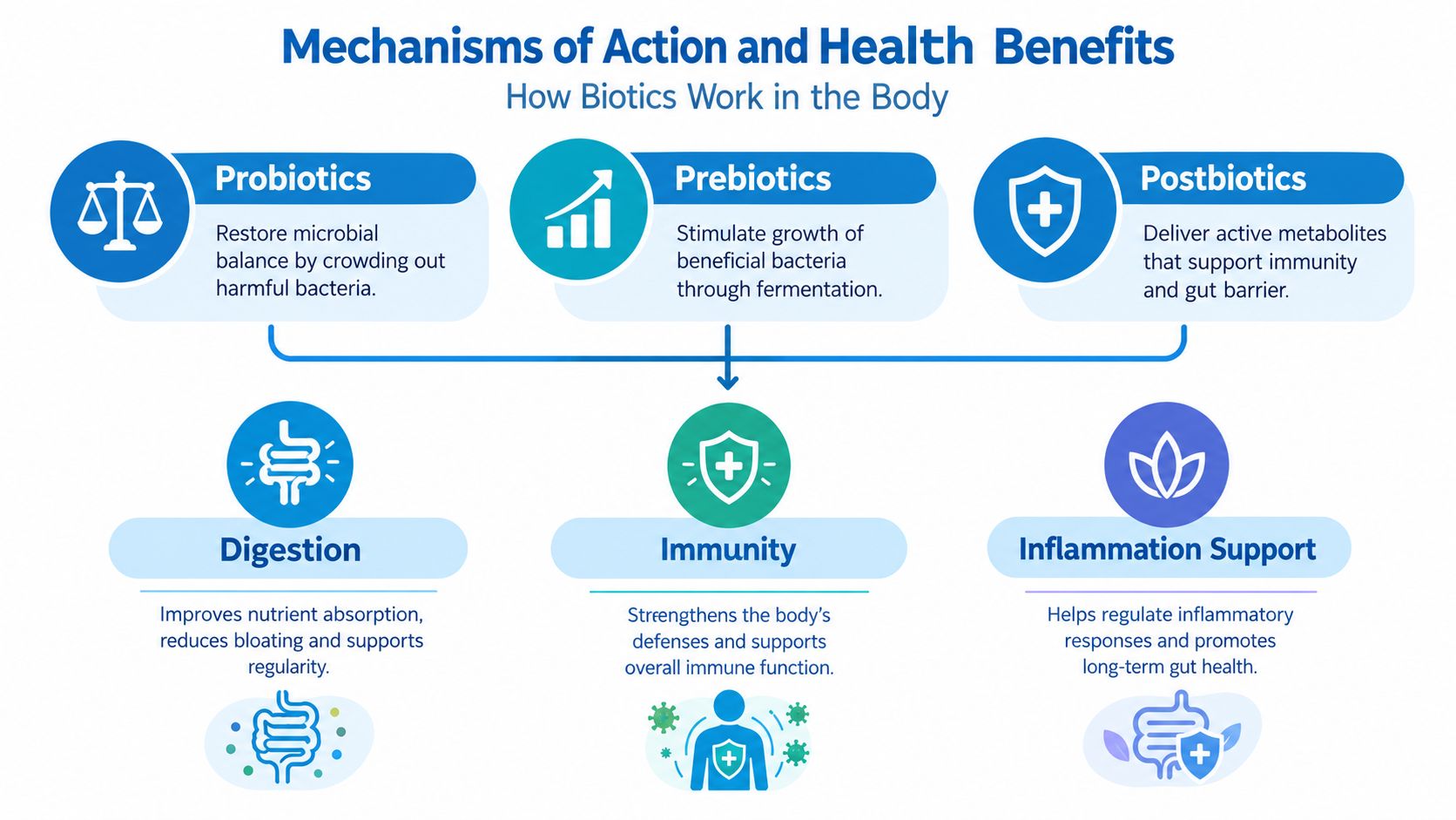 An infographic illustrating the mechanisms and health benefits of probiotics, prebiotics, and postbiotics for digestive health.