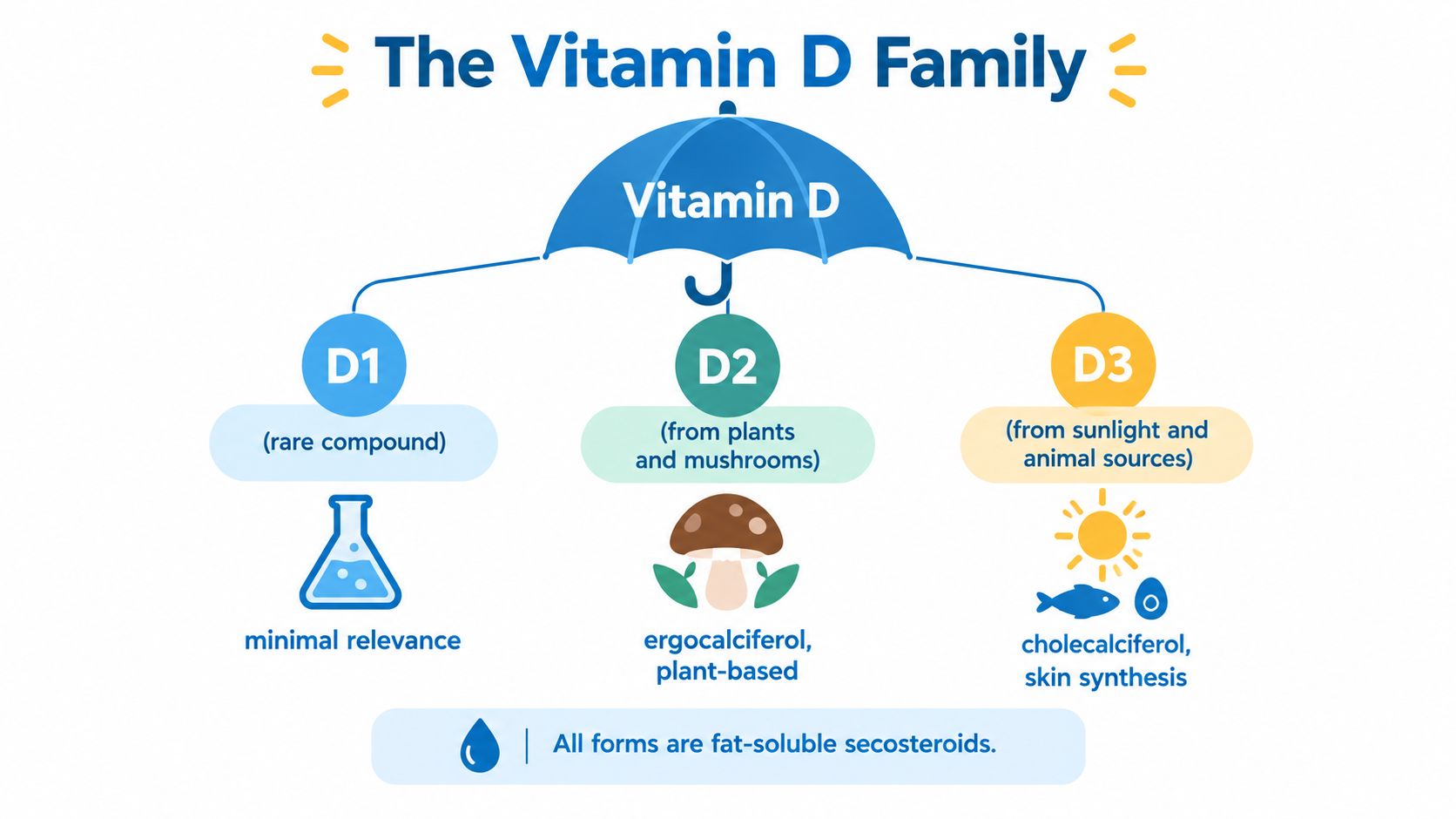 An infographic showing the Vitamin D family, detailing D1, D2, and D3 sources and their characteristics.