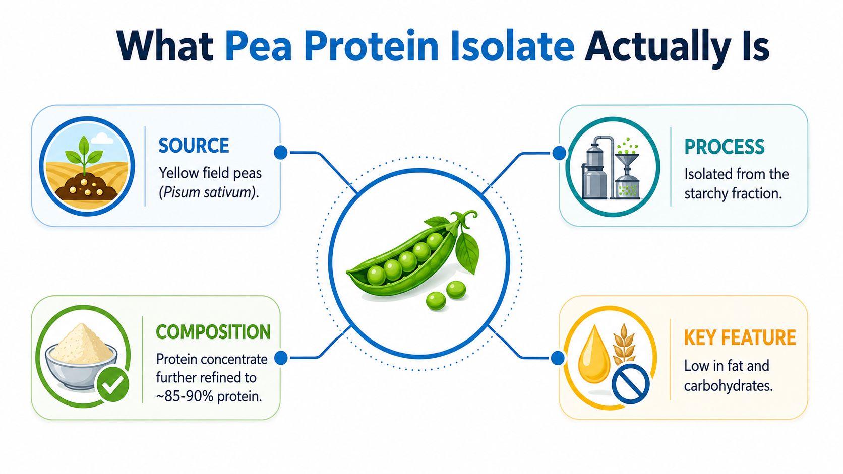 An infographic explaining that pea protein isolate is derived from yellow peas and processed into a high-protein supplement.