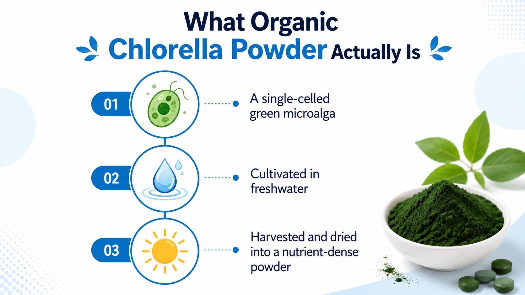 An infographic explaining that organic chlorella powder is a nutrient-dense, single-celled green microalga cultivated in freshwater.