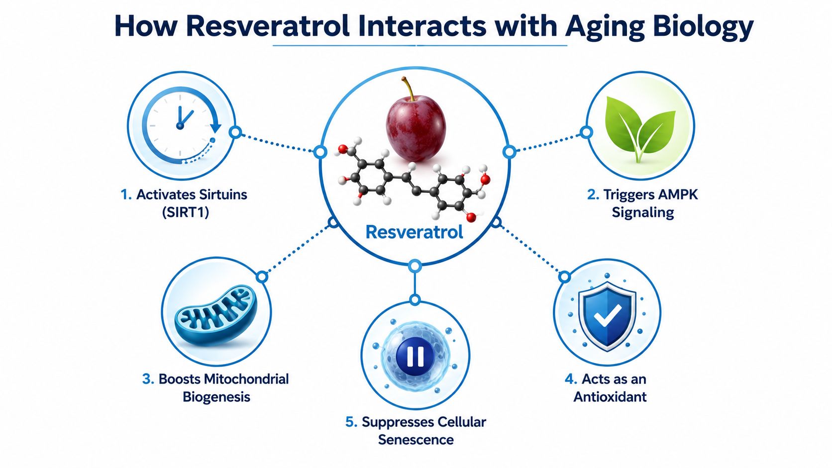 A diagram illustrating five key biological processes by which resveratrol positively impacts the aging process.