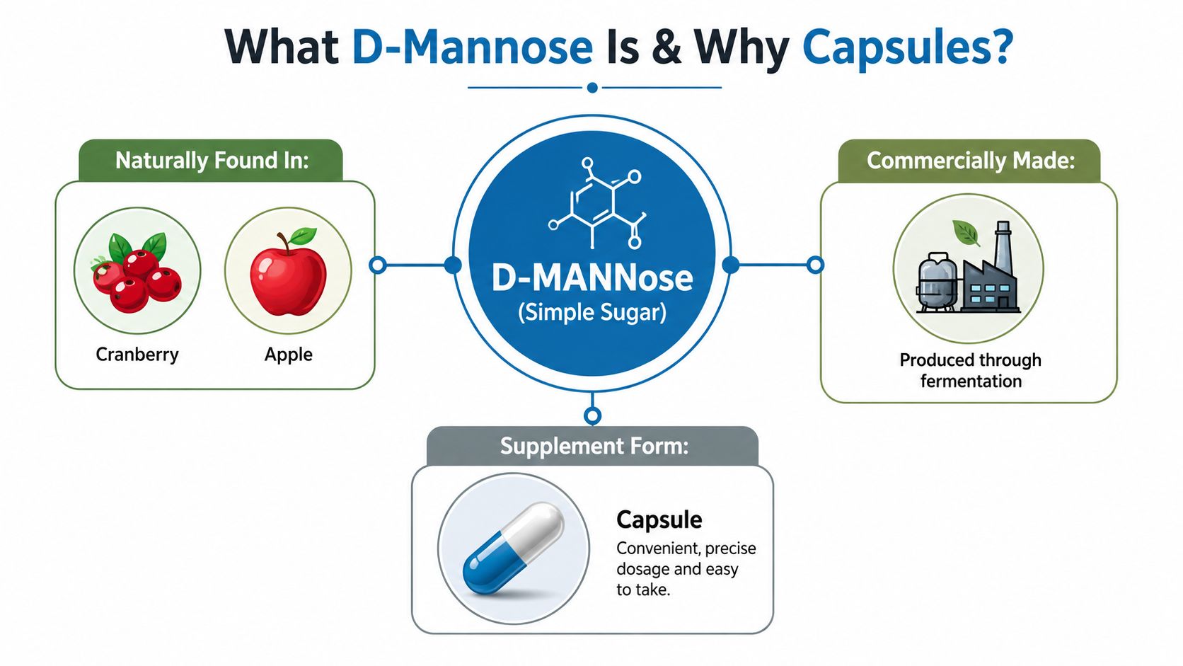 An infographic explaining that D-Mannose is a simple sugar found in cranberries and apples, produced via fermentation.