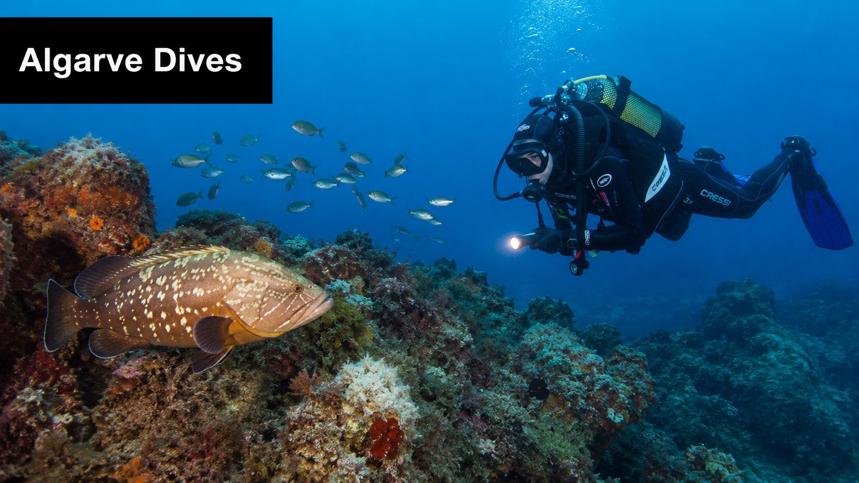 A scuba diver explores a colorful rocky reef in the Algarve alongside a large grouper fish.